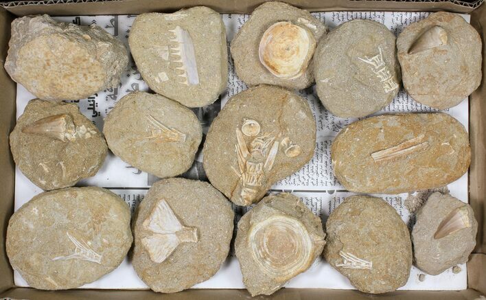 Flat: Cretaceous Marine Vertebrate Fossils - Pieces #81323